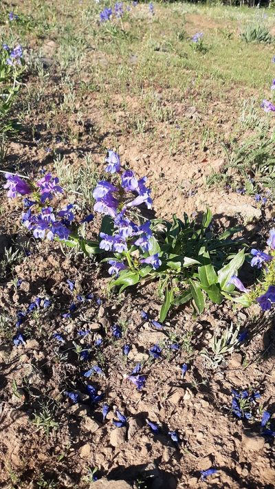 Penstemon pennellianus, photographed by Joshua Morris