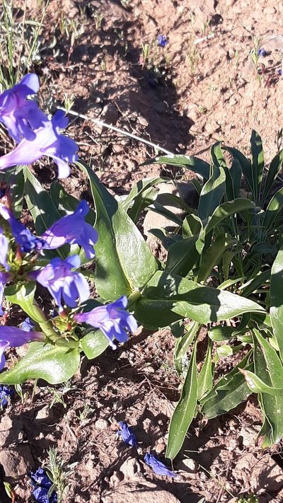 Penstemon pennellianus, photographed by Joshua Morris