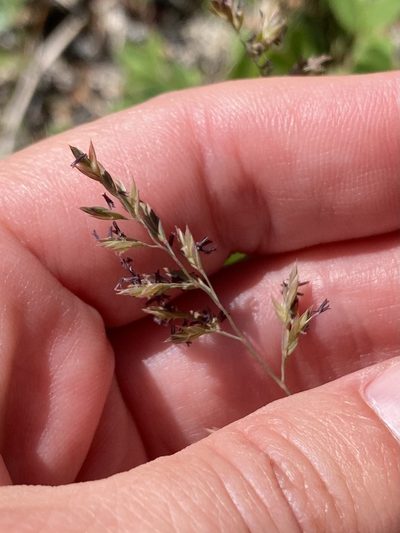 Anthoxanthum monticola, photographed by er-birds