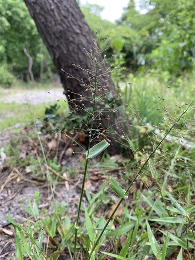 Dichanthelium sphaerocarpon, photographed by Zihao Wang
