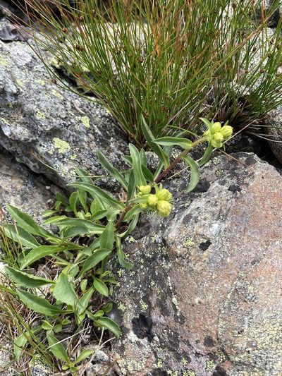 Solidago leiocarpa, photographed by er-birds