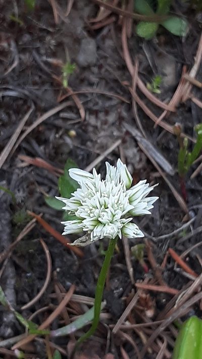 Allium fibrillum, photographed by Joshua Morris