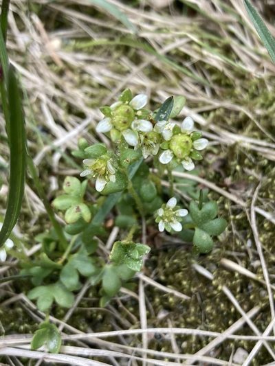 Saxifraga rivularis, photographed by er-birds