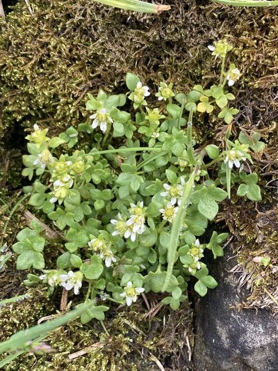 Saxifraga rivularis, photographed by er-birds