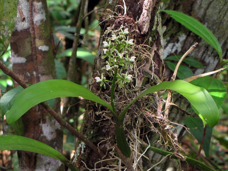 Prosthechea vespa, photographed by Katja Schulz