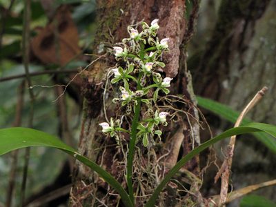 Prosthechea vespa, photographed by Katja Schulz