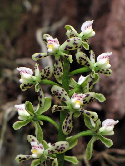 Prosthechea vespa, photographed by Katja Schulz