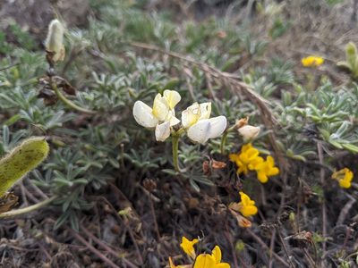 Lupinus variicolor, photographed by Ken-ichi Ueda