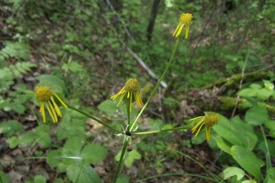 Tephroseris integrifolia, photographed by Оксана Серикова