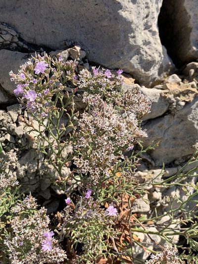 Limonium cordatum, photographed by Guillaume Rischard
