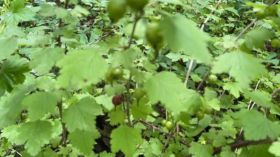Ribes missouriense, photographed by Sergei Maslov