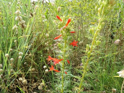 Ipomopsis rubra, photographed by Rebeca Leininger