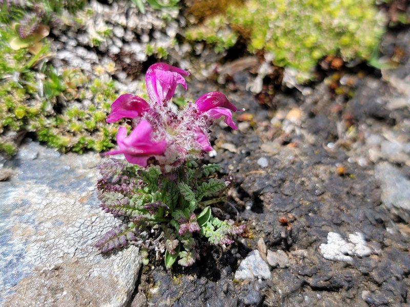 Pedicularis asplenifolia, photographed by Elias