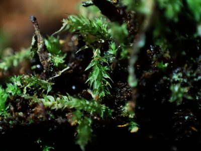 Leptotheca gaudichaudii, photographed by George Greiff