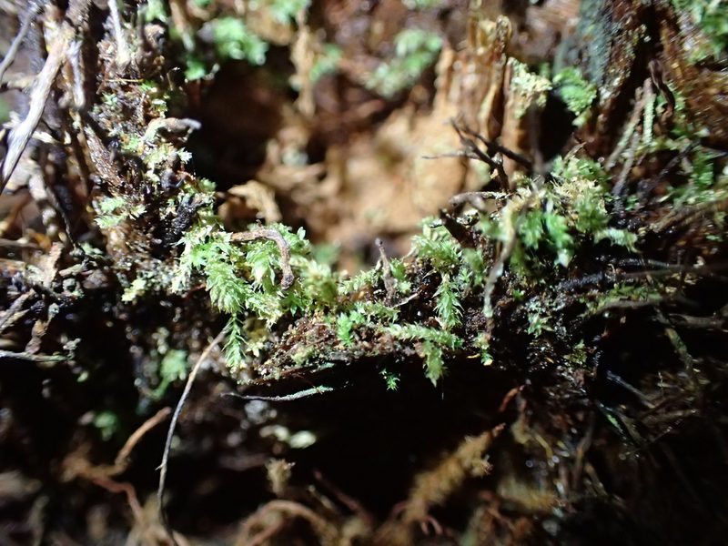 Leptotheca gaudichaudii, photographed by George Greiff