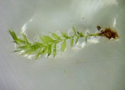 Leptotheca gaudichaudii, photographed by George Greiff