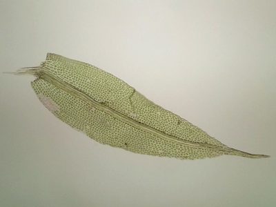 Leptotheca gaudichaudii, photographed by George Greiff