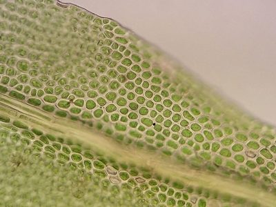 Leptotheca gaudichaudii, photographed by George Greiff