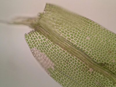 Leptotheca gaudichaudii, photographed by George Greiff