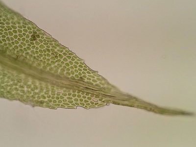 Leptotheca gaudichaudii, photographed by George Greiff