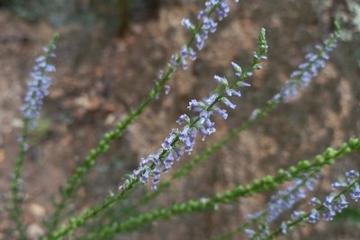 Anarrhinum bellidifolium, photographed by Josep Gesti