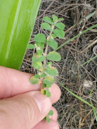 Euphorbia cozumelensis, photographed by Trevor Harding