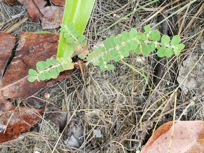 Euphorbia cozumelensis, photographed by Trevor Harding