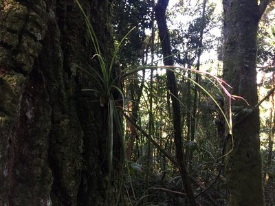 Billbergia nutans, photographed by B. Phalan