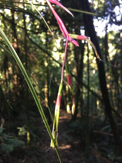 Billbergia nutans, photographed by B. Phalan