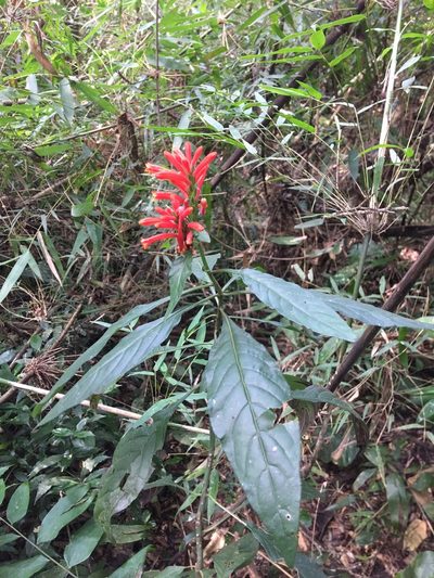 Aphelandra longiflora, photographed by B. Phalan