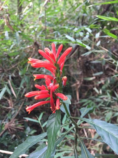 Aphelandra longiflora, photographed by B. Phalan