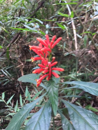 Aphelandra longiflora, photographed by B. Phalan