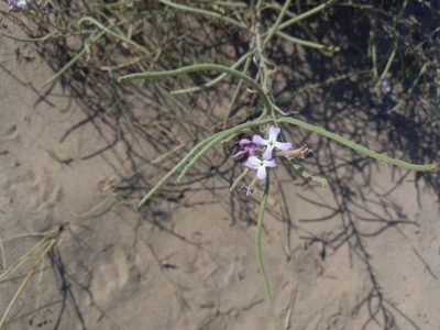 Matthiola sinuata, photographed by Josep Gesti