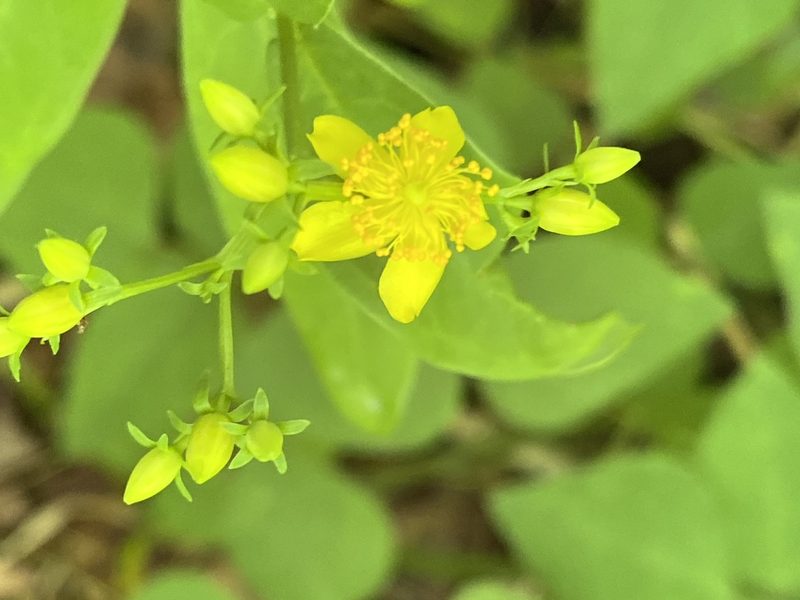 Hypericum nudiflorum, photographed by Carol Ann McCormick