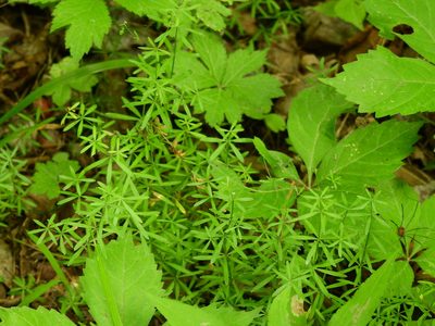 Galium concinnum, photographed by Yann Kemper