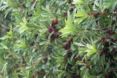 Myrica rubra, photographed by WATANABE Hitoshi 渡辺仁