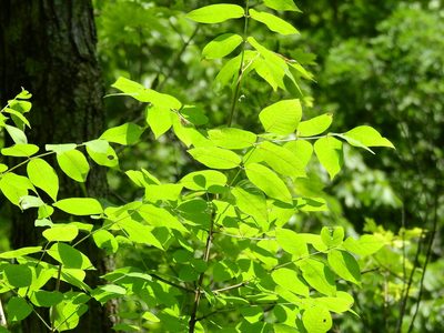 Fraxinus quadrangulata, photographed by Yann Kemper