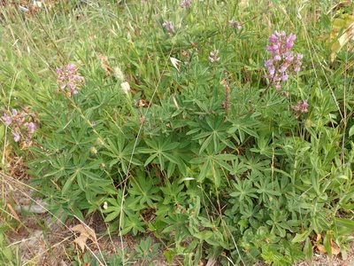 Lupinus latifolius, photographed by George Williams