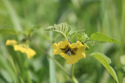 Physalis philadelphica, photographed by José Belem Hernández Díaz