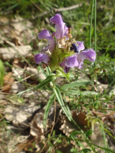 Prunella hyssopifolia, photographed by Ben Costamagna