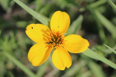 Sclerocarpus uniserialis, photographed by José Belem Hernández Díaz