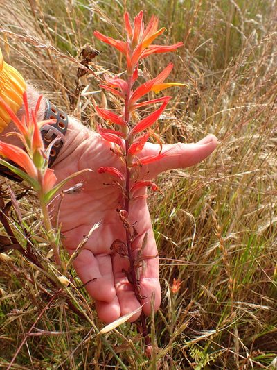 Castilleja subinclusa, photographed by George Williams
