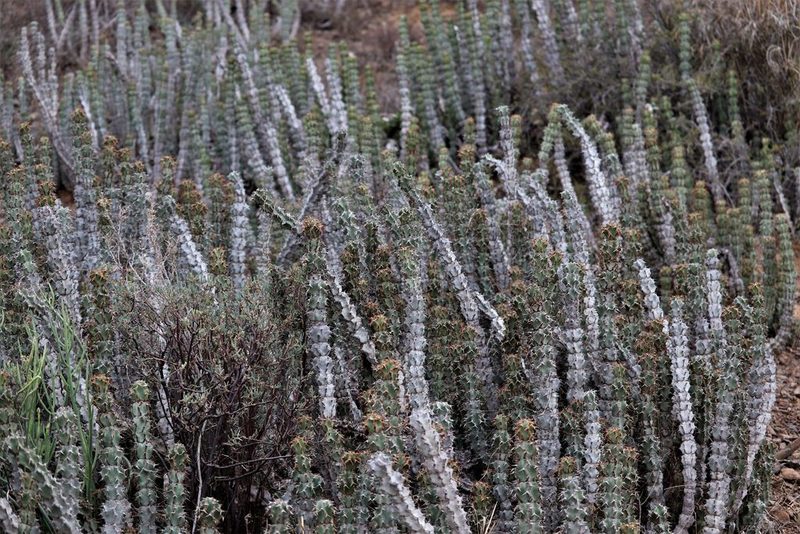 Euphorbia radyeri, photographed by Dave Brown