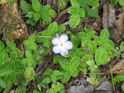 Episcia lilacina, photographed by Reuven Martin