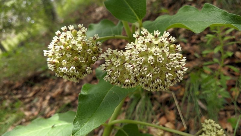 Asclepias pringlei, photographed by IA braham