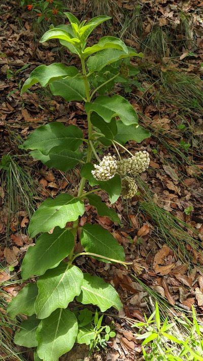 Asclepias pringlei, photographed by IA braham
