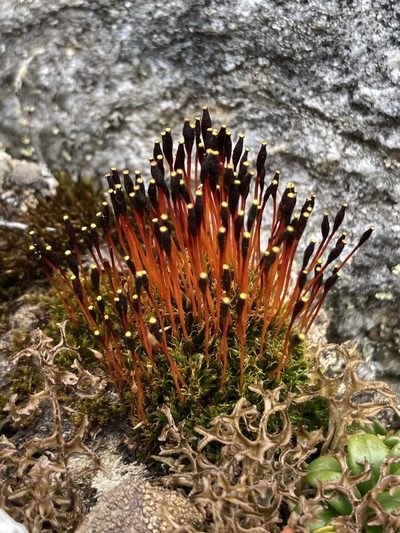 Tetraplodon mnioides, photographed by er-birds
