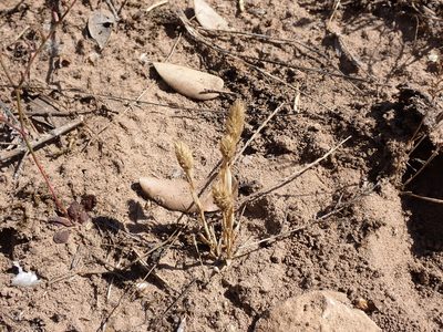 Phleum arenarium, photographed by David Delon