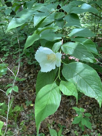 Stewartia ovata, photographed by ladyjanaye