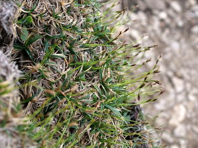 Carex firma, photographed by Wolfgang Jauch